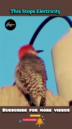 Why Break This on Electric Towers?Power Tower Mystery Explained || fact fuse lab