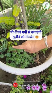 Summer Garden Hacks: Pudina Mulching Unique Farming | Unique Farming