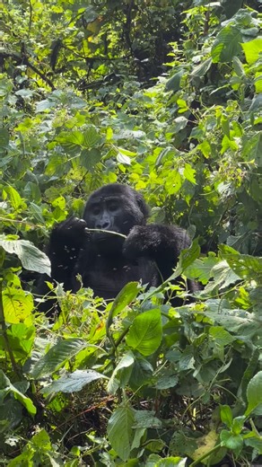 What Are the Best Colors for Gorilla Trekking? I once wore a white shirt on a gorilla trek—big mistake. Every insect found me first! Stick to earthy tones like khaki, brown, or green. They blend with the forest and keep bugs away. Bonus tip: go for UPF-rated shirts for sun protection. Plan your dream safari with our concierge team – the journey starts in our bio 📧 info@gorilla-trekking-safari.com | gorillapathfinders@gmail.com 🌍 gorilla-trekking-safari.com 📲 WhatsApp: 256771204207 | Chat | Je