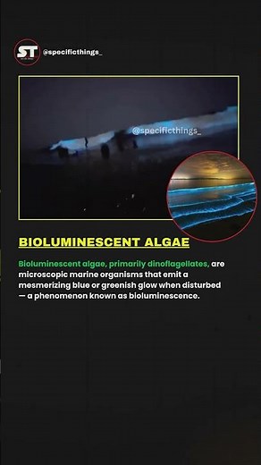 Nature’s Glow: The Science and Magic of Bioluminescent Algae. #shortsfeed #factshorts #seaalgae