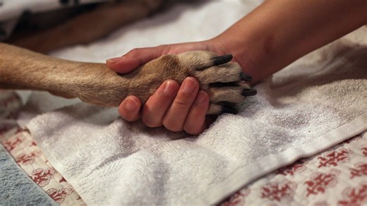 'Best Last Day Ever': Terminally ill rescue dog enjoys final moments