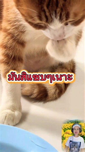 แอบกินปลาแม่#น้องแมวน่ารัก#คนรักแมว #ทาสแมว # #ฝากกดติดตามช่องด้วยนะคะ