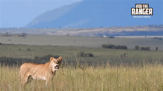 Lone lioness desperately searches for her missing pride