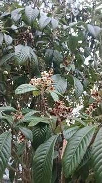 The Best Way To Ferilize Fruit Trees! #garden #plantproducts #homegardening #growyourownfood #shorts