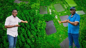 2.1K views · 45 reactions | Inside West Africa’s Biggest Cash Crop Farm Empire in Ghana. #youthinagriculture #foryou #fypシ゚ #catfish #catfishfarming #tilapia #tilapiafarming #coconut #coconutfarming #cocoa #CocoaFarming | Youth In Agriculture | Facebook