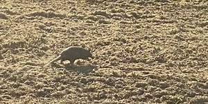 Farmer sees live armadillo in Spencer Co. field