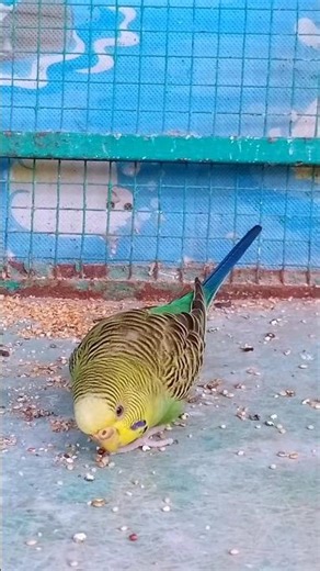 Budgie Birds Eating Seeds 🥰 #budgies #birds #parakeet