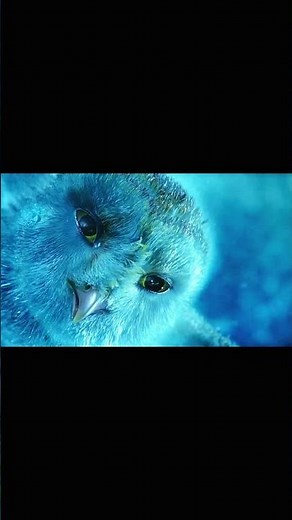 Legend of the Guardians: The Owls of Ga'Hoole (2010) #adventure #edit