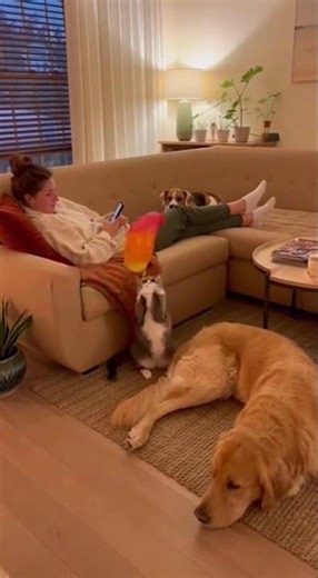 Cat Pops Balloon… and Everyone PANICS! 😂🐱🐶