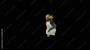 Penguin Dancing CG fur. 3d rendering animal realistic Animation. 3d mapping, Included in the end of the clip with Alpha matte.