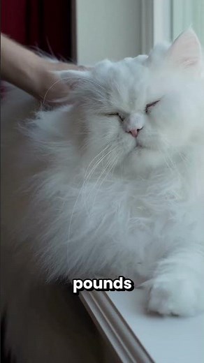 Three Facts About Persian Cats