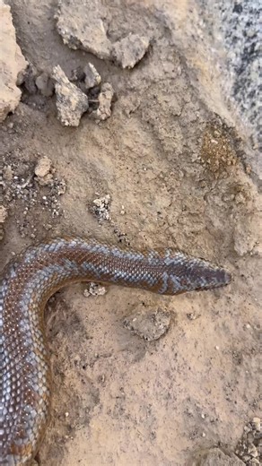 Coastal Rosy Boa from California #boa #snakes #animals #california #nature #fyp