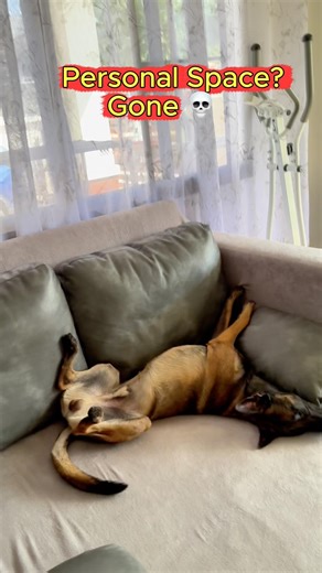 Our Malinois.Personal Space? Gone 💀 #germanshepherd #malinoismonday