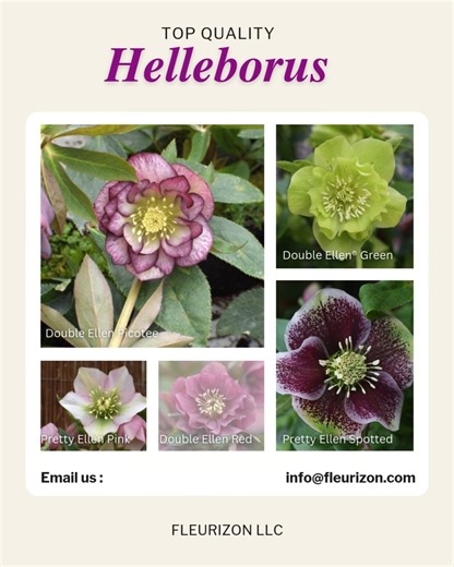 Helleborus varieties #shortvideo #helleborus #horticulture #growerscommunity #fleurizon