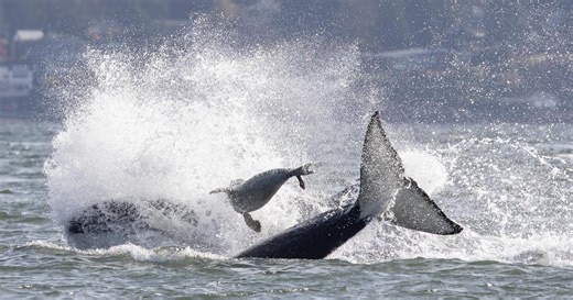 Dramatic video shows seal escaping orcas by jumping on photographer's boat