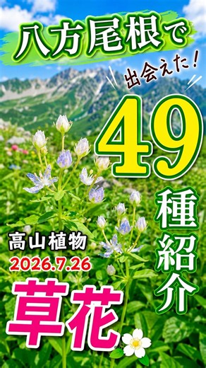 高山植物49種を一気に紹介！天空の花園・八方尾根【2026.7.25】#Shorts