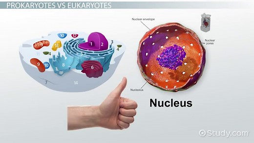 Spirochete Definition & Examples