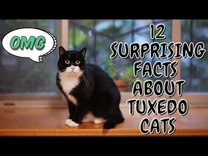 12 Surprising Facts About Tuxedo Cats [OLD VERSION]