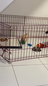 Bebé chihuahua muy divertido con sus juguetes #reelsfb #chihuahua #dog #babies #puppy | Chihuahueñitos