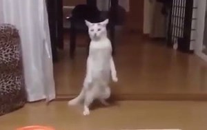 Watch these funny cats if you need a laugh! =3 | Nyan Cat