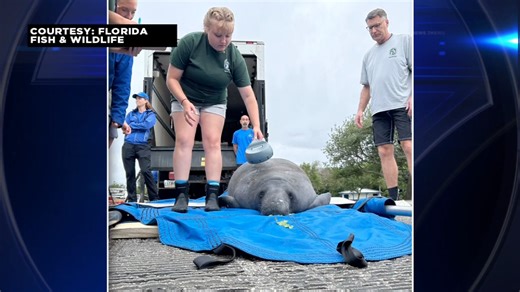 Manatee found in Melbourne Beach storm drain released into wild after months of rehabilitation - WSVN 7News | Miami News, Weather, Sports | Fort Lauderdale
