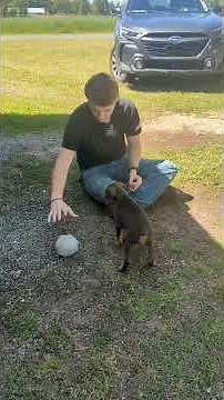 👉 Red Female Doberman Puppy | Companion Class Legacy Evaluation | Tackleberry Dobermans