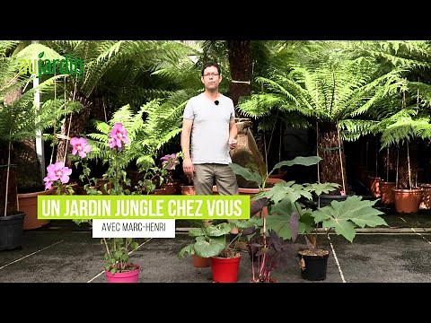 QUELLES PLANTES pour CRÉER un JARDIN JUNGLE RUSTIQUE ? 🌴