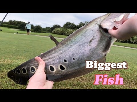 Extreme Big Fish Catch — Pro Angler Secrets Revealed!