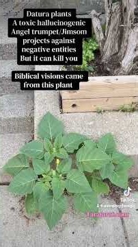 Datura plants, toxic hallucinogen weeds spiritual protection