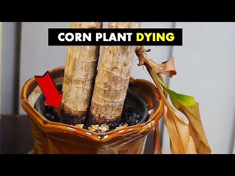 This video can save your dying CORN PLANT