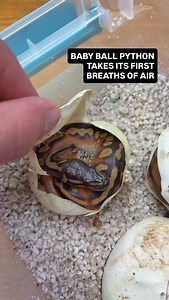 469 reactions · 4 comments | Baby Ball Python takes its first breaths of air This beauty is ready to take on its next adventure❤️ Pairing that produced this stunner was Blackhead Red Gene Lav Pied X Pastel Enchi OD YB Pied! Can’t wait to see it come out of the egg! Have never seen a visual pied with pattern like this! | BALLS of FURY | Facebook
