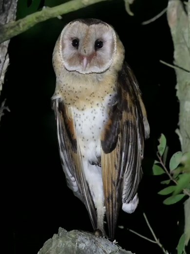Java Barn Owl Sounds and Their Natural Habitat