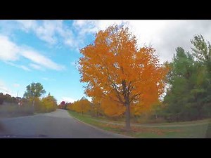 4K POV Drive: Aurora, Ontario in Peak Fall Colors 🍂