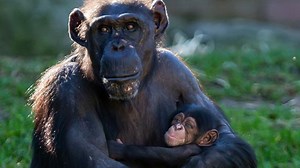 July 14 marks World Chimpanzee Day