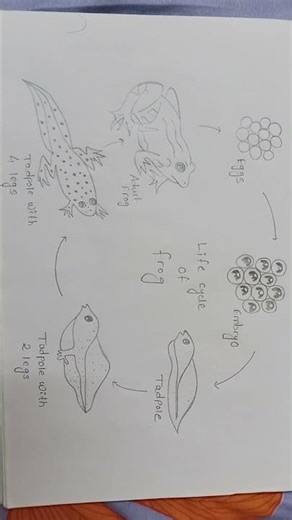 Structure of life cycle of 🐸 frog diagram practice