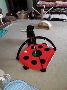 Watch Ladybug on Amazon Live