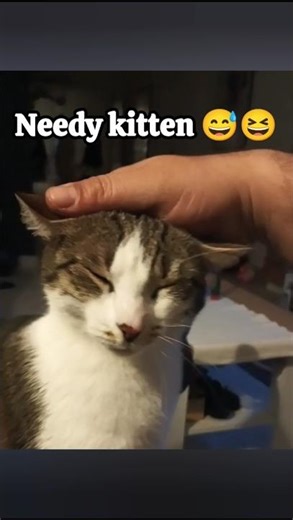 #factoftheday #cat #cute #shorts