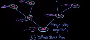 Evidence of evolution: anatomy