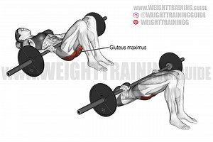 Barbell glute bridge exercise instructions and video | weighttraining.guide