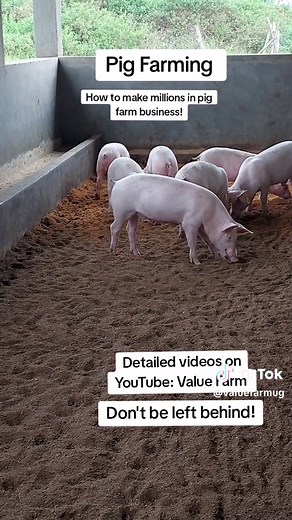 How to Succeed in Pig Farming: Start Small, Think Big!