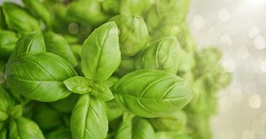 Astuce pour conserver du basilic frais en pot