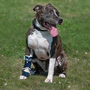 Balto – Dog Carpal Instability Splint - BT SPLINT - Alpha Mobility AUSTRALIA - Dog / Pet Braces | Rehabilitation | Physio