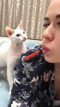 Rare And Hilarious Cat Moments Never Seen Before #shorts