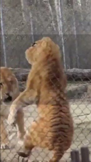 Tiger Killed Lion at Ankara Zoo – Shocking Real Footage