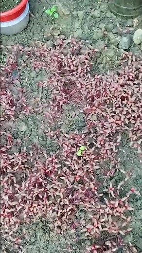 🌱 How to Grow Red Amaranth at Home from Seeds | Easy Method for Fast Growth