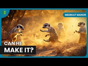 Brave Meerkat Battles DEADLY Snake Attack | Meerkat Manor | Banijay Wild