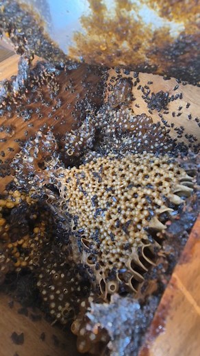 Ocean Wemyss | Austroplebeia australis 🐝🐝🐝🐝🐝 . . . . . . . . Australian native stingless bees . . . . . . . . . #beekeeper #bees #australia... | Instagram