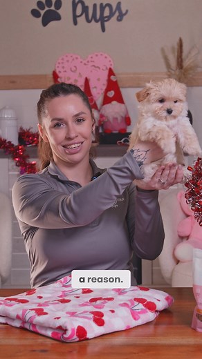 Why Maltipoo Puppies Make the Perfect Family Pets