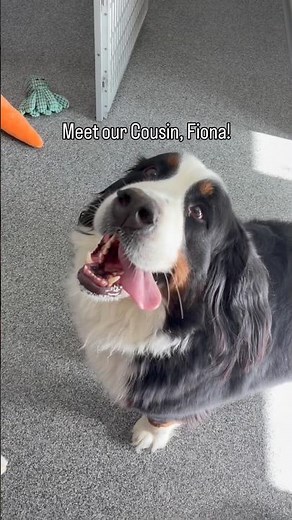 What’s better than 2 Berners?! 🐶🐶🐶 #bernerlovers #bernesemountaindog #3dogs #berner
