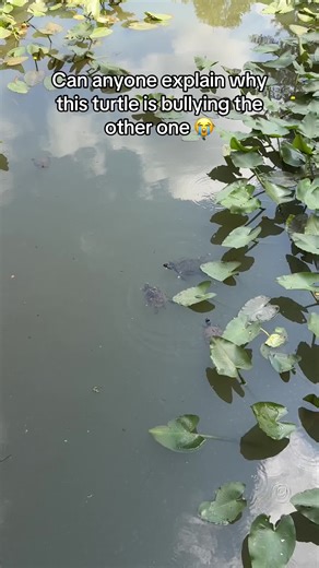 BigPhoto (@photobalt)’s video of Turtles